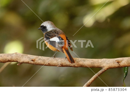 一休みするジョウビタキのオス 一休みするジョウビタキのオス 85873304