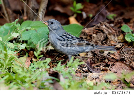 餌探しに来たクロジのオス 85873373