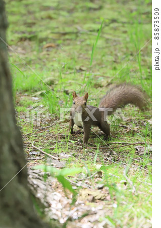 リス 85873509