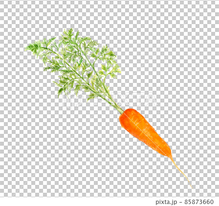 葉付き人参 野菜  素材 【手描き水彩画】白バック 透過背景 85873660