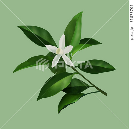3d illustration of jasmine flower 3d illustration of jasmine flower 85873705