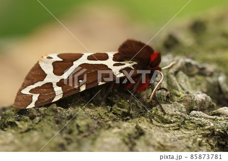 Closeup on a colorful Garden Tiger moth, Arctia caja, sitting on a peice of wood in the garden 85873781