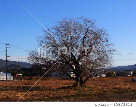 冬空とご神木(田の神さま) 冬空とご神木(田の神さま) 85873813