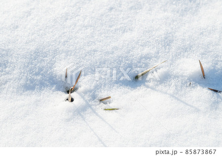 雪からのぞく麦の芽 雪からのぞく麦の芽 85873867