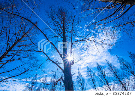 落葉したメタセコイアと光芒 85874237