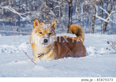 The Shiba Inu Japanese Dog Plays In The Snow In の写真素材