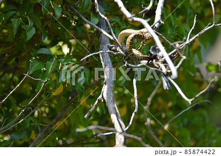 樹上で鳥を呑み込むヘビ（立川公園／東京都立川市）の写真素材 ...
