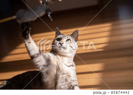 猫パンチ サバトラ猫 猫パンチ サバトラ猫 85874442