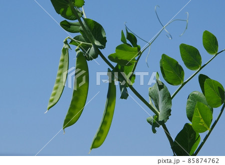 さやエンドウの実　サヤエンドウの成長 85874762