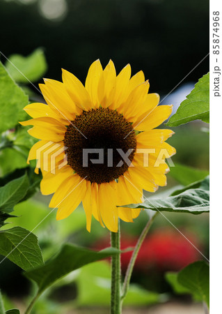 Bright yellow sunflower Bright yellow sunflower 85874968