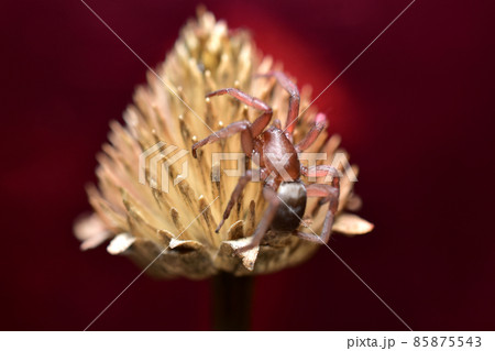 On a crimson background, a tegenaria spider sits on a dry flower. On a crimson background, a tegenaria spider sits on a dry flower. 85875543