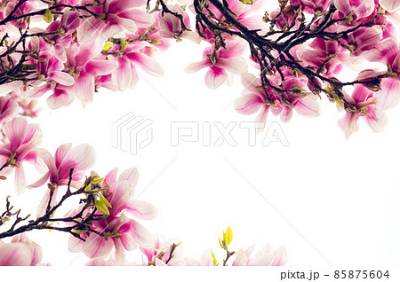 Pink Magnolia Tree with Blooming Flowers during Springtime Pink Magnolia Tree with Blooming Flowers during Springtime 85875604