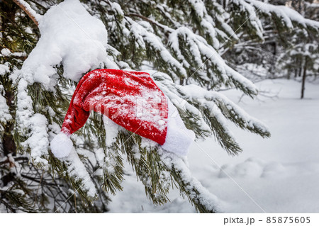 santa claus hat hanging on winter Christmas tree santa claus hat hanging on winter Christmas tree 85875605