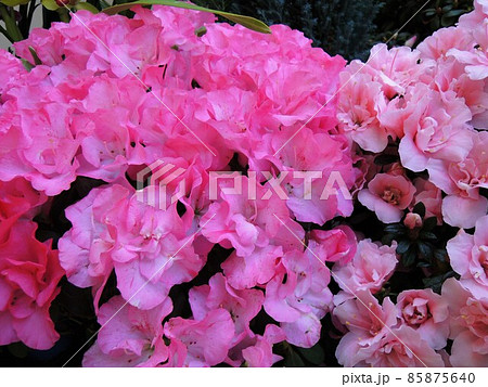 アザレア Rhododendron ピンク色の写真素材