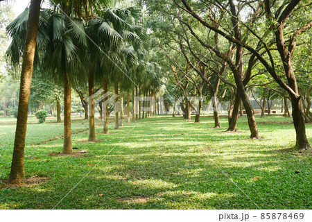 city parks with walkaway at early morning  85878469