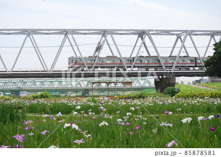 小岩菖蒲園の上を渡る京成電鉄 85878581