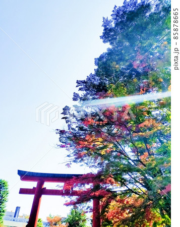 鳥居と紅葉 鳥居と紅葉 85878665