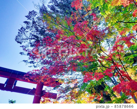 鳥居と紅葉 鳥居と紅葉 85878666