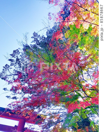 鳥居と紅葉 鳥居と紅葉 85878667