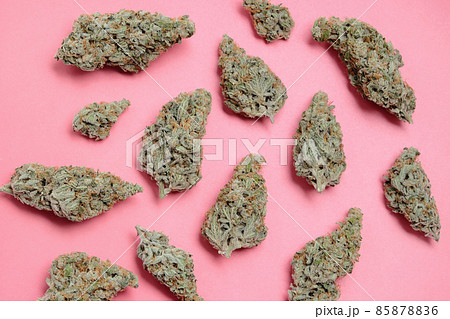 Marijuana buds closeup. Medicinal cannabis flowering on rose background, isolated. 85878836
