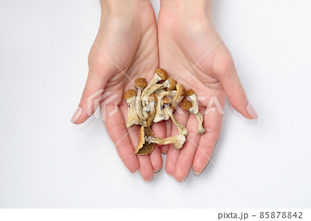 Psilocybin mushrooms in hands on white background.Isolated layout. Psychotropic therapy. 85878842
