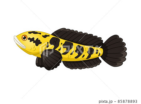 Cartoon yellow and black fish channa Cartoon yellow and black fish channa 85878893