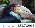 Portrait of a large hornbill. Close up in the wild. A colorful tropical bird native to Asia, Malaysian. 85878904