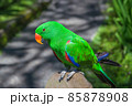 Green eclectus parrot. A beautiful and bright bird in the wild. 85878908