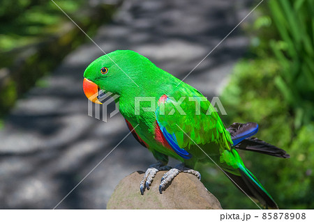 Green eclectus parrot. A beautiful and bright bird in the wild. 85878908