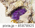 Purple sea urchin on a stone close-up. Wildlife, marine life. 85878925