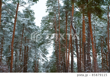 Winter forest of snow-covered pine trees close-up and copy space., Winter forest of snow-covered pine trees close-up and copy space., 85879115