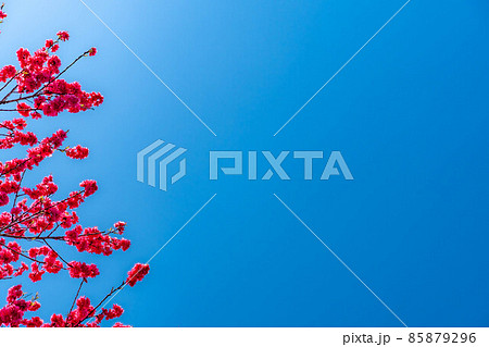 阿智村の花桃と青空【長野県】 85879296