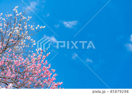 阿智村の花桃と青空【長野県】 85879298