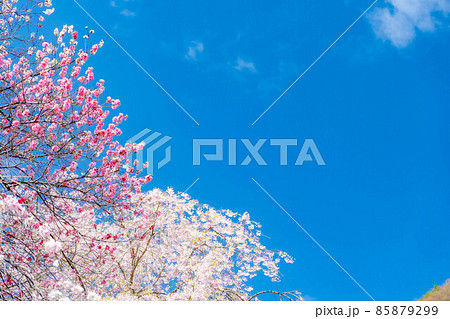 阿智村の花桃と青空【長野県】 85879299
