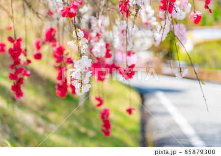 阿智村の花桃と青空【長野県】 85879300