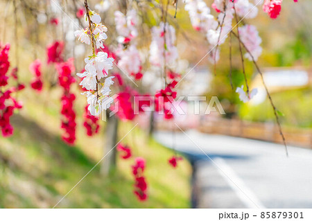 阿智村の花桃と青空【長野県】 85879301