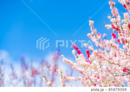 阿智村の花桃と青空【長野県】 阿智村の花桃と青空【長野県】 85879309