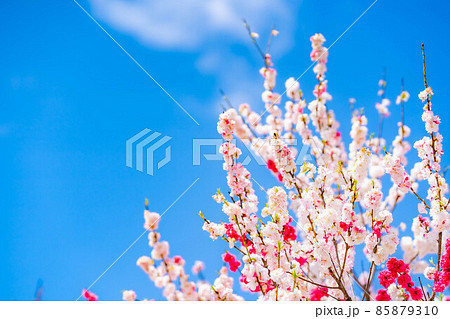 阿智村の花桃と青空【長野県】 85879310