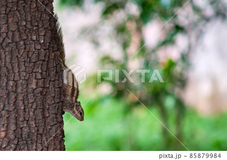 Northern palm squirrel in New Delhi, India Northern palm squirrel in New Delhi, India 85879984