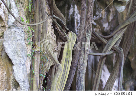 Trees growing on the rocks of the Railay Peninsula, Thailand Trees growing on the rocks of the Railay Peninsula, Thailand 85880231