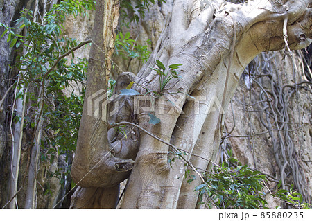 Trees growing on the rocks of the Railay Peninsula, Thailand 85880235
