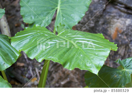 Huge green leaves of various tropical plants Huge green leaves of various tropical plants 85880329