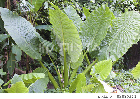 Huge green leaves of various tropical plants 85880351