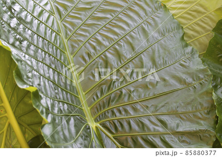 Huge green leaves of various tropical plants 85880377