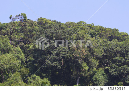 Tropical trees of the Railay Peninsula, Thailand 85880515