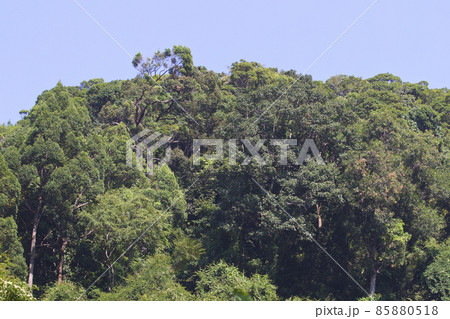 Tropical trees of the Railay Peninsula, Thailand 85880518