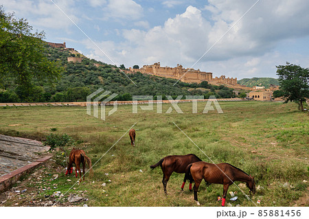 Horses grazing grass with Amer Fort in the background Horses grazing grass with Amer Fort in the background 85881456