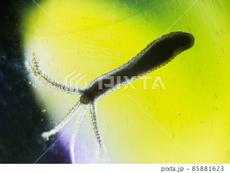 Hydra vulgaris on darkfield under a light microscope, freshwater hydra taken from the pond Hydra vulgaris on darkfield under a light microscope, freshwater hydra taken from the pond 85881623