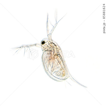 Microscopic image of zooplankton Water Flea Daphnia Microscopic image of zooplankton Water Flea Daphnia 85881624
