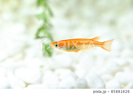 楊貴妃メダカ 85881626